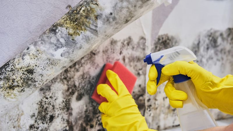 Attic Mold Remediation in Boca Raton, FL