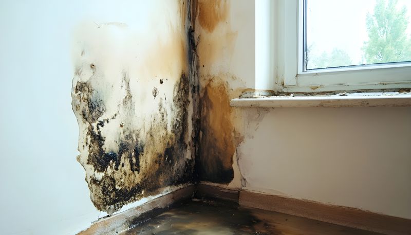 Attic Mold Removal in Jupiter, FL