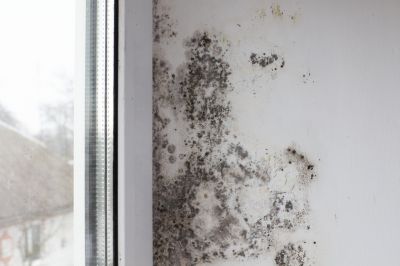 Indoor Mold Spores Testing