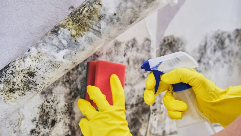 Mold Removal in Jupiter, FL