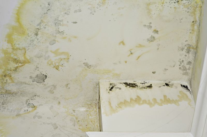 Mold Removal in Broward County, FL